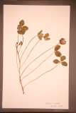 Trifolium repens RCPGdnHerbarium (205).JPG